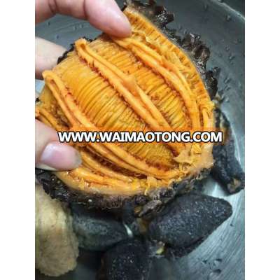 Wild Canadian Arctic Dried Sea Cucumber