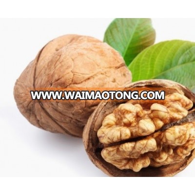 100% Healthy and Best California New Fresh Organic Walnuts Wholesale